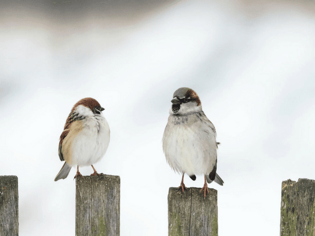birds
