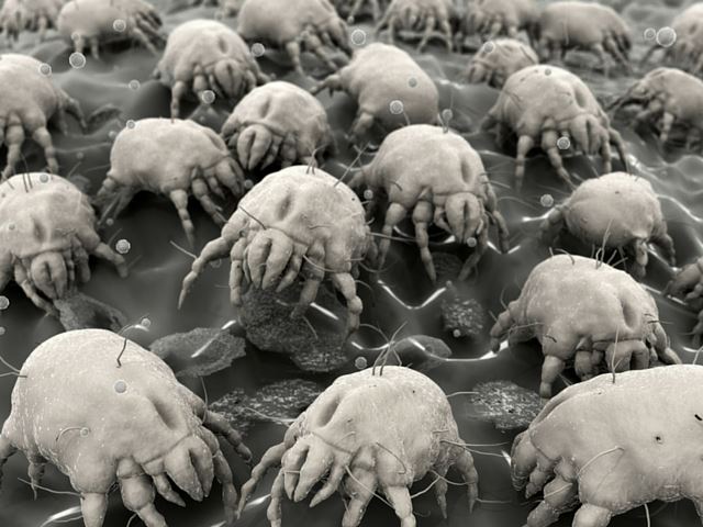 bugs