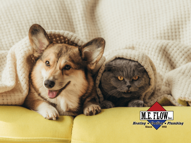 dog and cat